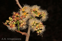 Syzygium alternifolium